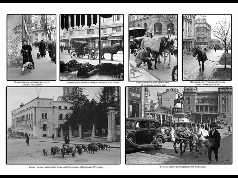JKP „Veterina Beograd“ 